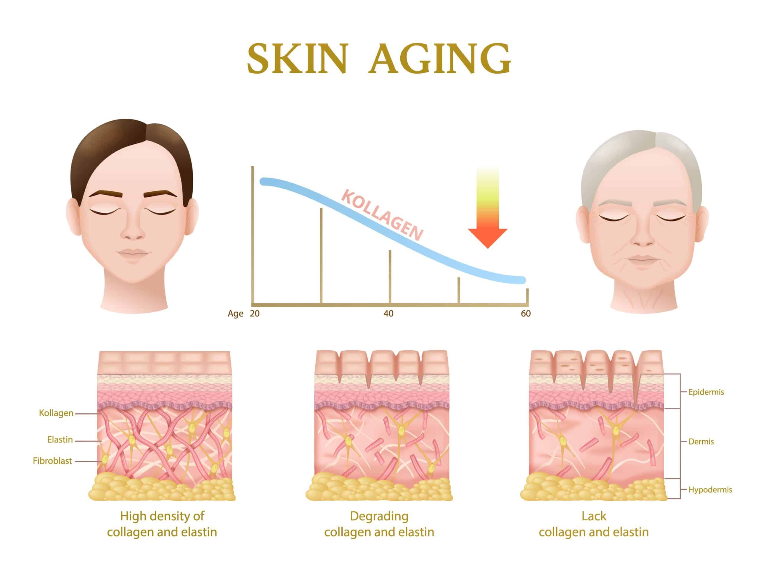 Collagen molecules and aging skin, illustrating the science behind it